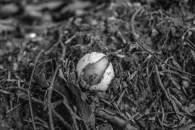 Ormanda beyaz mantarlar. Yerdeki mantarlar. siyah ve beyaz.