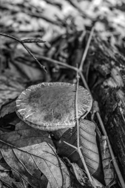 Yapraklı ölü bir ağacın siyah beyaz fotoğrafı.