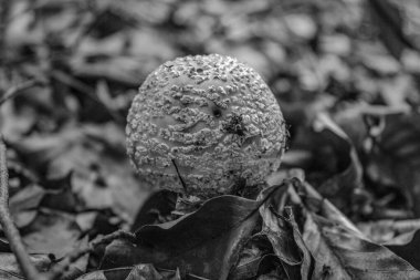 Güzel bir ananasın siyah beyaz fotoğrafını çek.