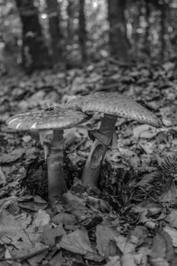 Ormanda mantar, ormanda mantar.