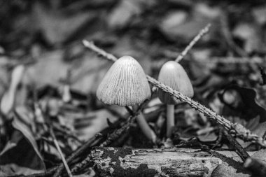 Ormanda iki mantar. beyaz, siyah ve beyaz fotoğraf