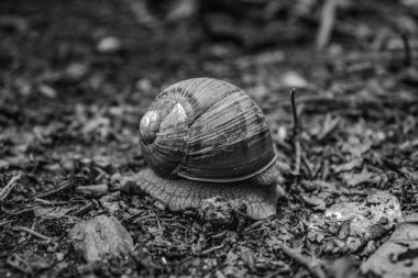 Ormandaki bir salyangozun yakın çekimi.