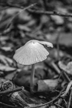 Ormanda büyüyen beyaz mantarın dikey görüntüsü.