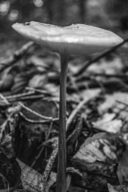 Ormandaki güzel beyaz mantar