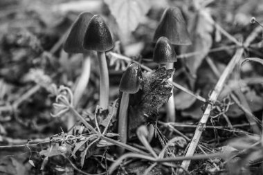 Ormanda siyah beyaz mantar