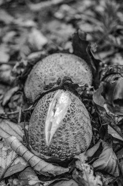 Elmalı genç bir kadının siyah beyaz fotoğrafı.