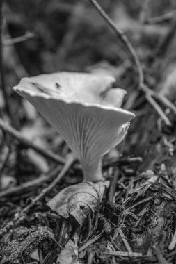 Ormandaki bir mantarın yakın plan çekimi.