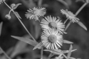 Güzel botanik fotoğrafı, doğal duvar kağıdı.