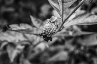 bir çiçeğin siyah beyaz fotoğrafı