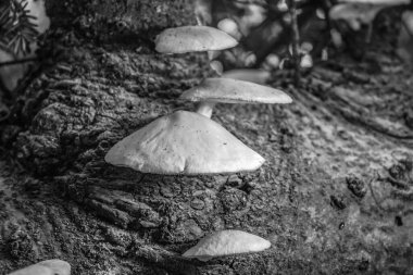 Ormanda bir grup mantarla dikey çekim.