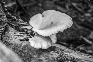 Ormandaki güzel beyaz mantar