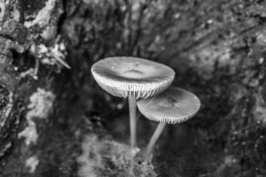 Ormanda mantar mantarı