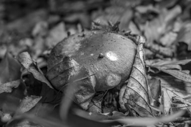 Güzel bir sonbahar yaprağının yakın çekimi.
