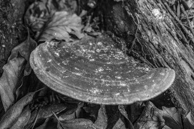 Ormandaki bir ağacın siyah beyaz fotoğrafı.