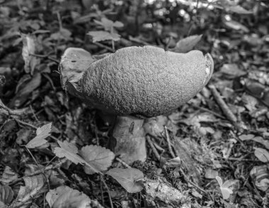 Ormandaki mantarın siyah beyaz fotoğrafı.