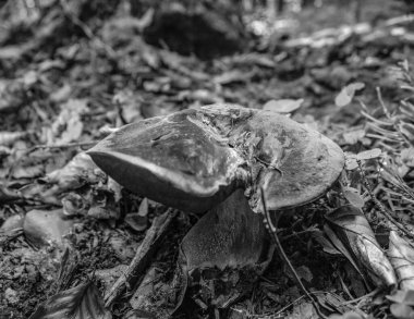 Ormanda büyüyen mantarlar.