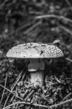 Ormanda siyah beyaz mantar