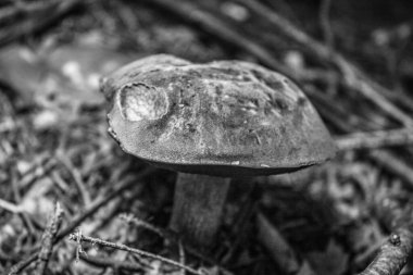 Orman zemininde mantar