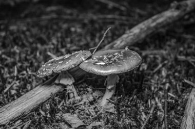 Ormandaki ağaçta siyah beyaz mantar