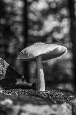Bir mantarın siyah beyaz fotoğrafı