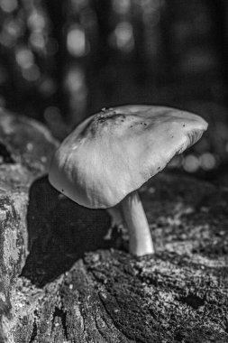 Ormandaki bir kayanın üzerinde büyüyen beyaz mantar.