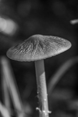 Ormandaki bir mantarı kapat.