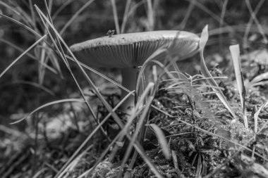 Ormandaki mantarlar, kapatın.