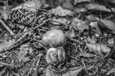 Bahçedeki genç bir kadının siyah beyaz görüntüsü.