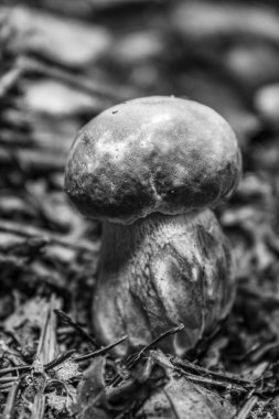 Ormandaki güzel bir mantarın yakın çekimi.