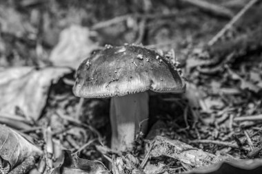 siyah ve beyaz mantar