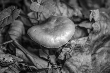 siyah ve beyaz mantar