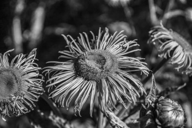 Bahçedeki güzel çiçekler