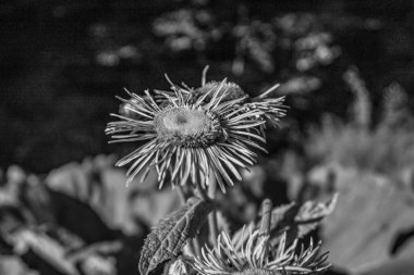 siyah ve beyaz kaktüs