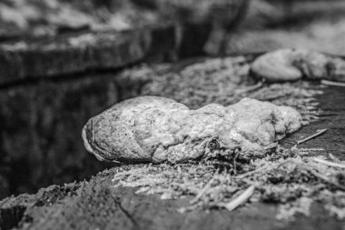 Tahta masada taze mantarlar.