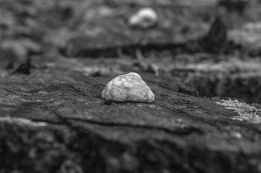 Macro photo, Animals, Nature, urope, Eastern Europe, Romania   
