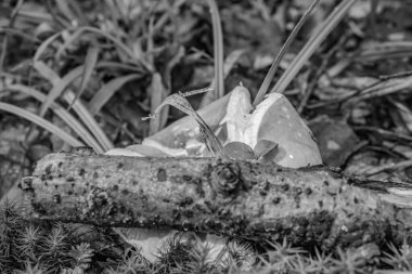 Beyaz çiçekli kurumuş bir yaprağın yakın çekimi.