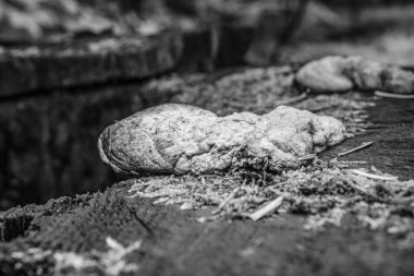 Bahçedeki eski ahşap masa.