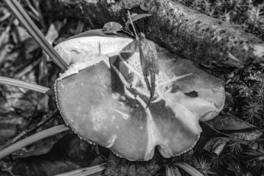 Ormandaki mantarın dikey görüntüsü.