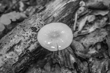 Ormandaki yosunların üzerindeki beyaz mantarların yakın çekimi.