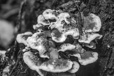 Bir mantara yaklaş.