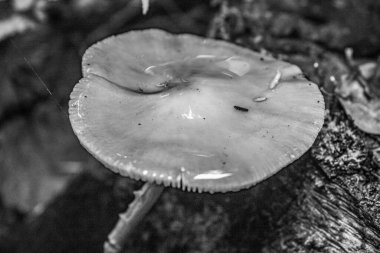 Ormandaki bir mantarın yakın plan çekimi.