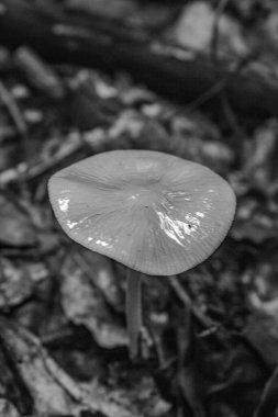 bir ağacın siyah beyaz fotoğrafı