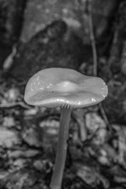 Ormanda mantar, ormanda beyaz mantar.