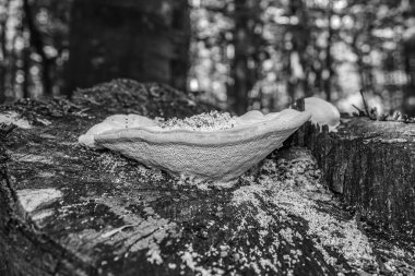 Beyaz odun ve siyah ağaç kabuğu, sığ alan derinliğine dikkat edin.