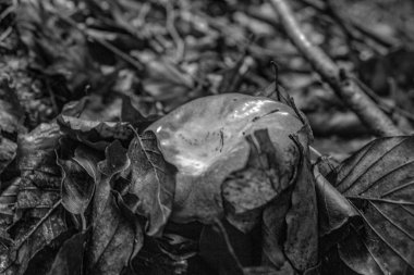 Ormanda yeşil yapraklar