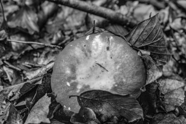 Yerde taze elma var.