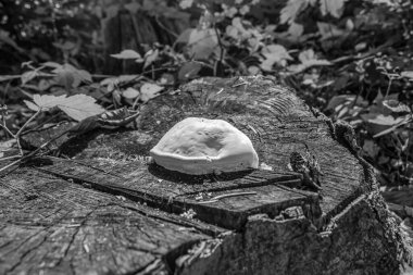 Ormandaki mantarın yakın çekimi.