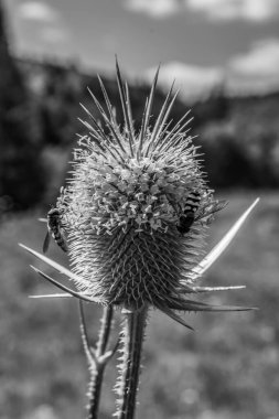 yakın - devedikeni çiçek görünümü