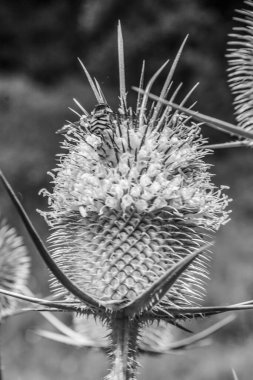 Kara hindibanın siyah ve beyaz çiçekleri