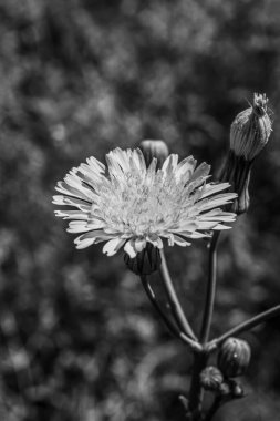 Bahçedeki güzel çiçekler